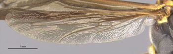 Media type: image;   Entomology 33158 Aspect: Wing hind